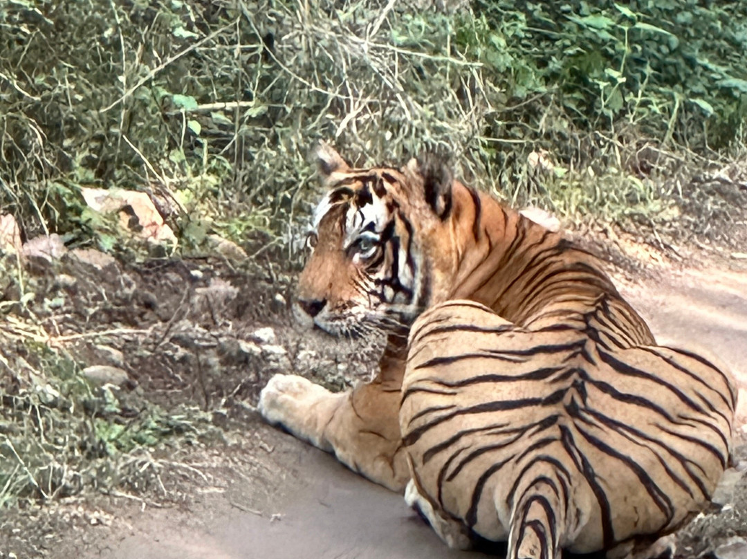 Ranthambore National Park-Ranthambore National Park必去景点