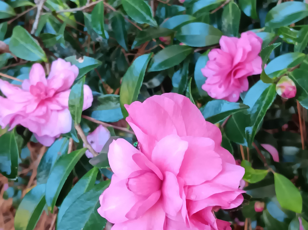 Sandhills Horticultural Gardens-派恩赫斯特必去景点