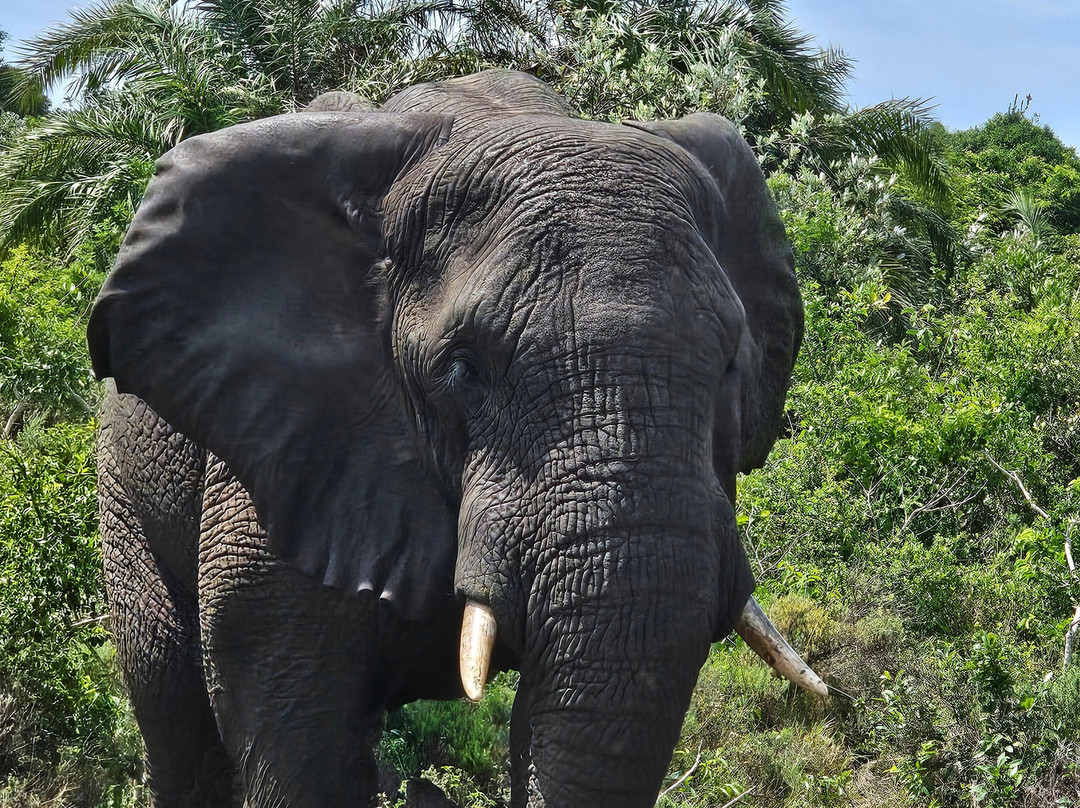 EuroZulu Guided Tours & Safaris-圣露西亚必去景点