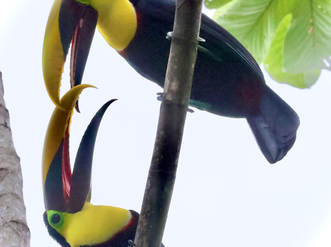 La Palapa Eco Lodge Resort主图