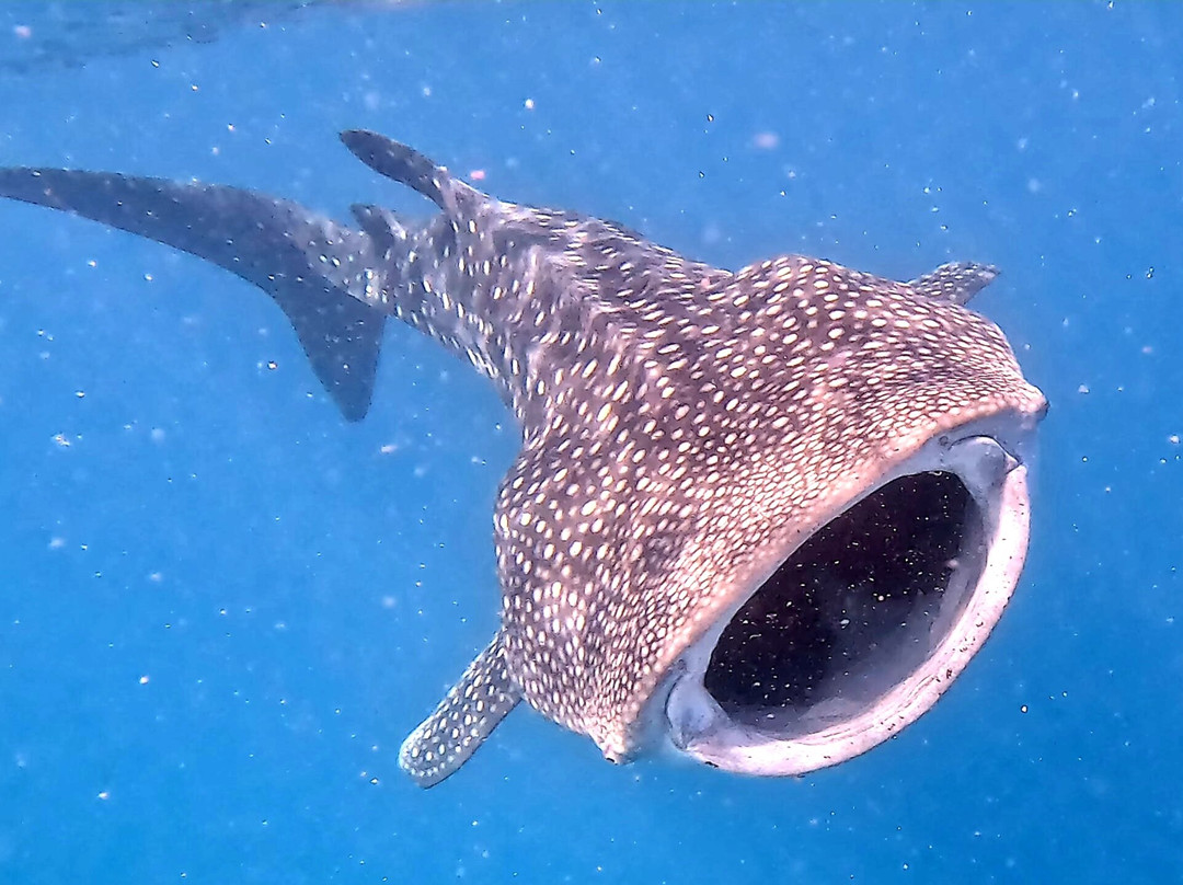 Dharavandhoo Divers-Dharavandhoo必去景点