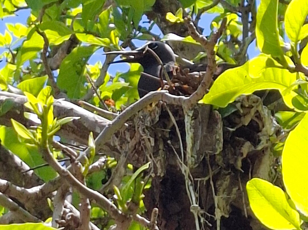 Lady musgrave experience-Burnett Heads必去景点