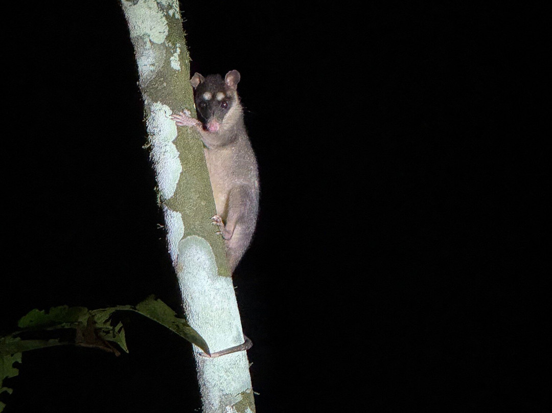Tapiche Jungle Reserve-伊基托斯必去景点