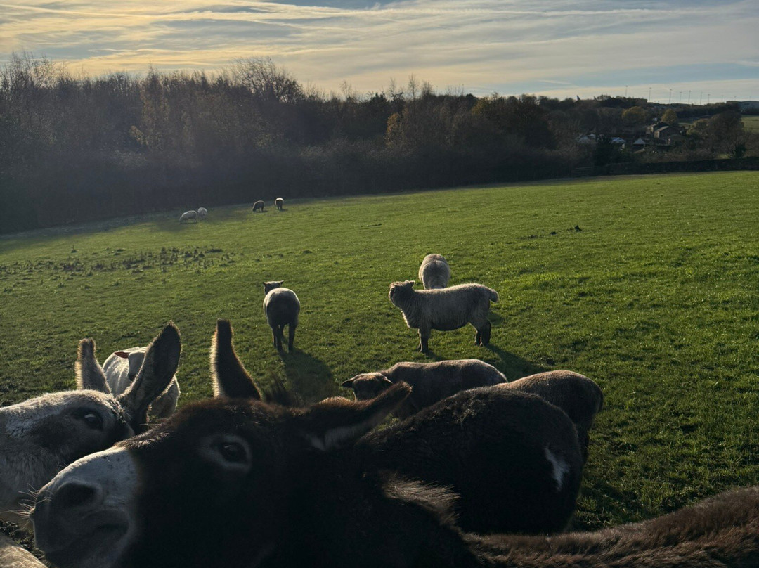 None Go Bye Farm-Horsforth必去景点