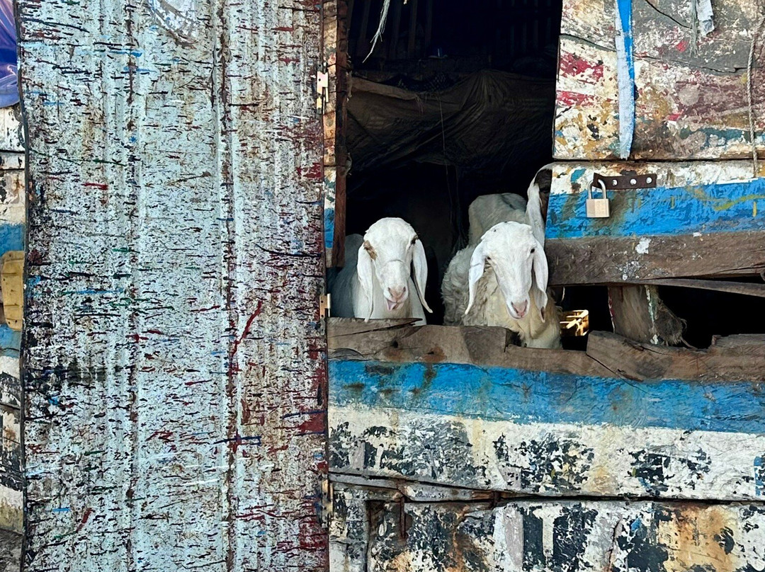 Nouvelles Frontieres-达喀尔必去景点