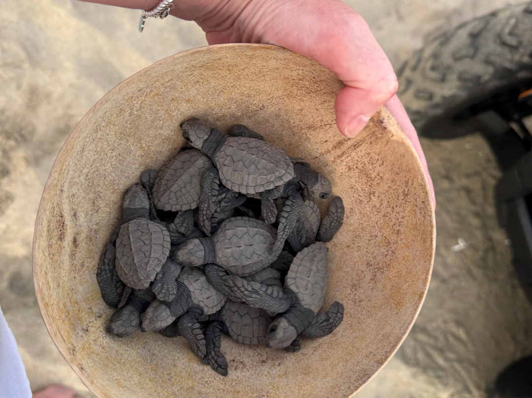 Oscar Velasquez-瓦图尔科必去景点