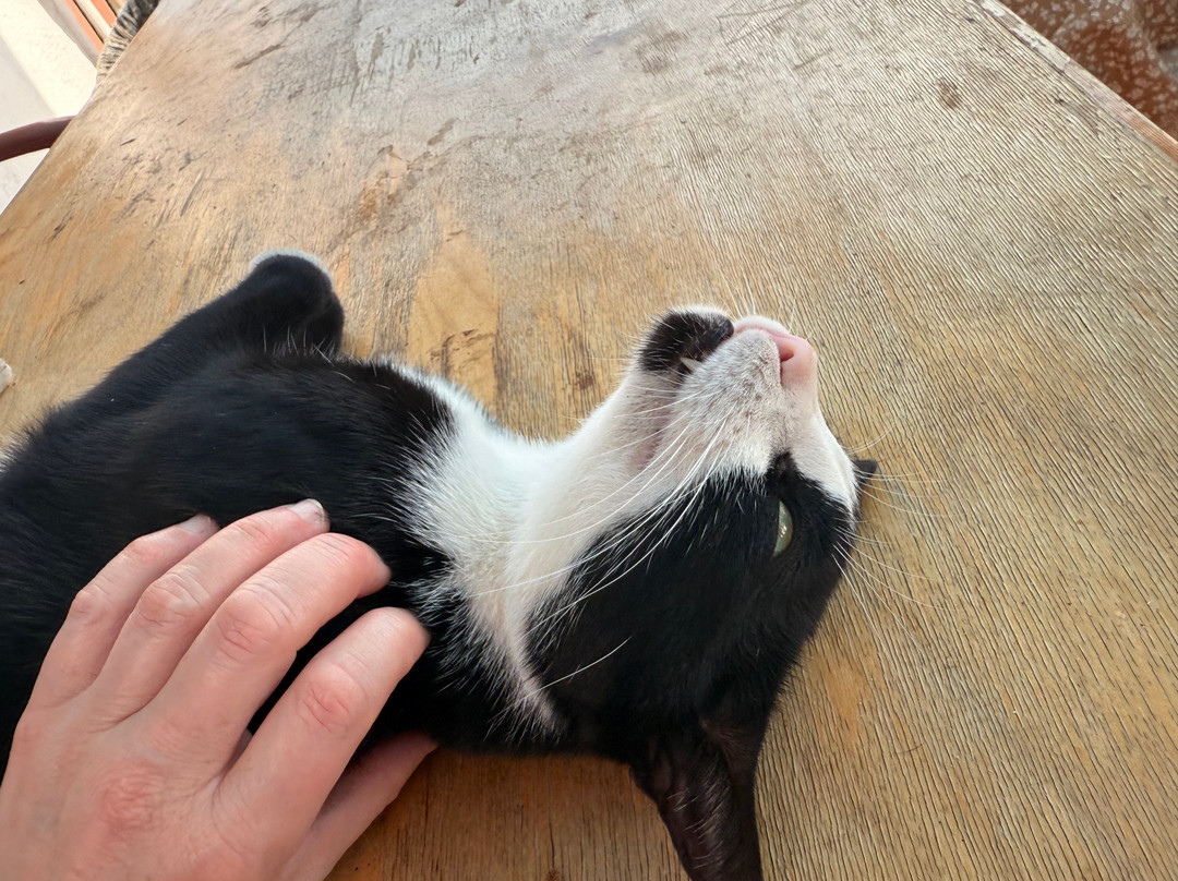 ACE - Animal Care in Egypt-卢克索必去景点