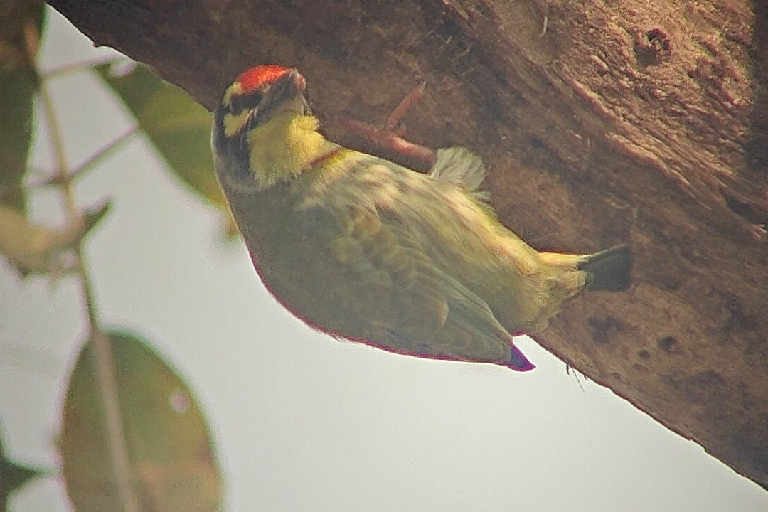 Bharatpur Bird Sanctuary-巴拉特浦必去景点