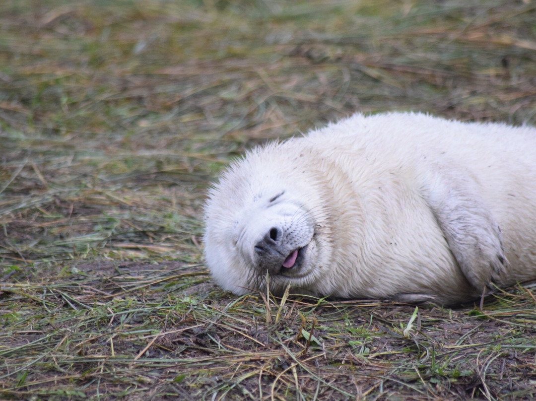 Donna Nook Nature Reserve-North Somercotes必去景点