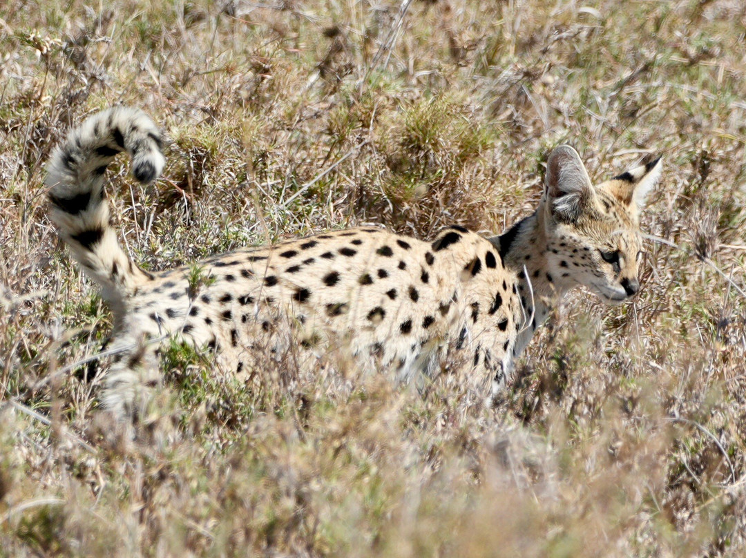 易捷旅游-一日游-阿鲁沙必去景点