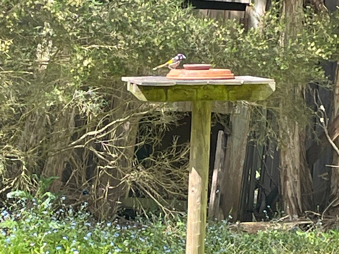 Tasmanian Devil Unzoo-塔拉纳必去景点