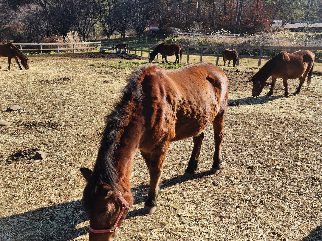 Really Rural Japan-南木曾町必去景点