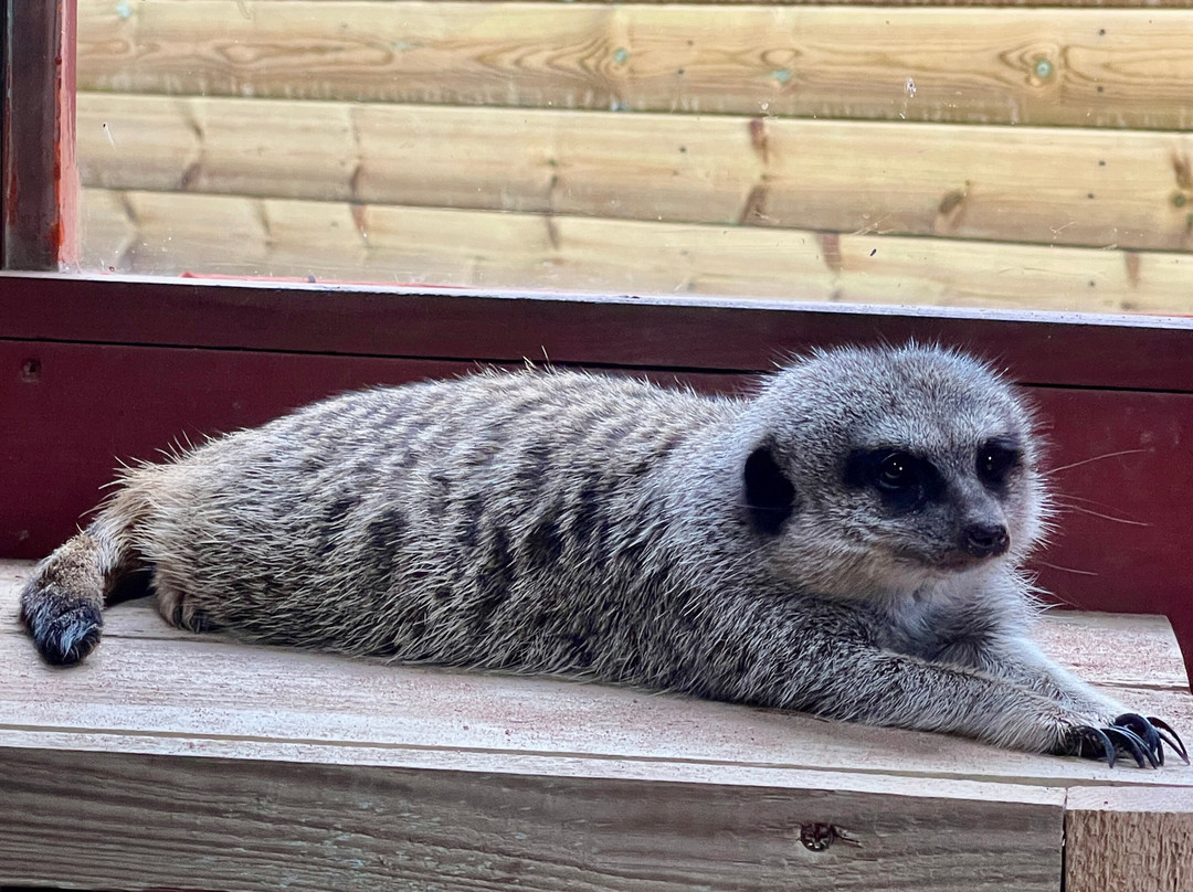 Exotic Zoo Wildlife Park + Natural History & Dino Museum-特尔福德必去景点