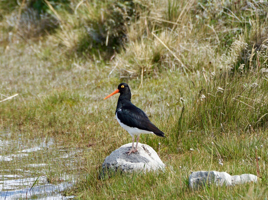 Fauna Silvestrek-纳塔莱斯港必去景点