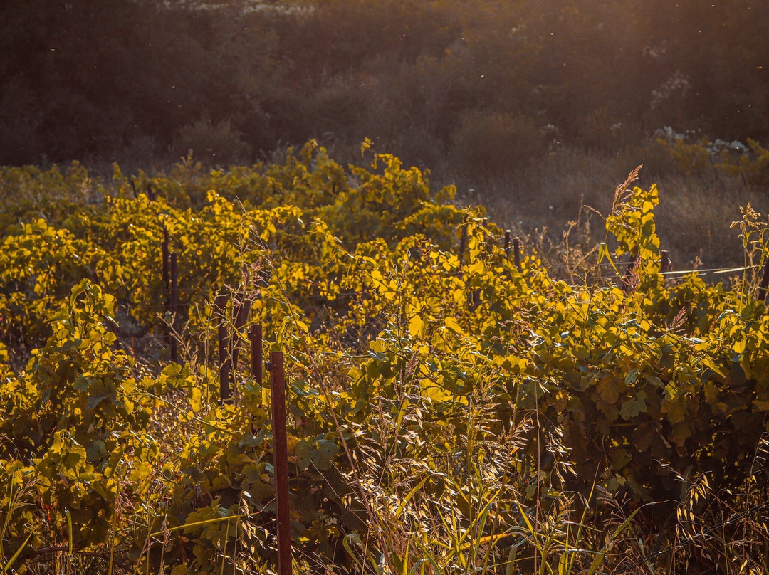 Château Terre Forte-Rochefort du Gard必去景点