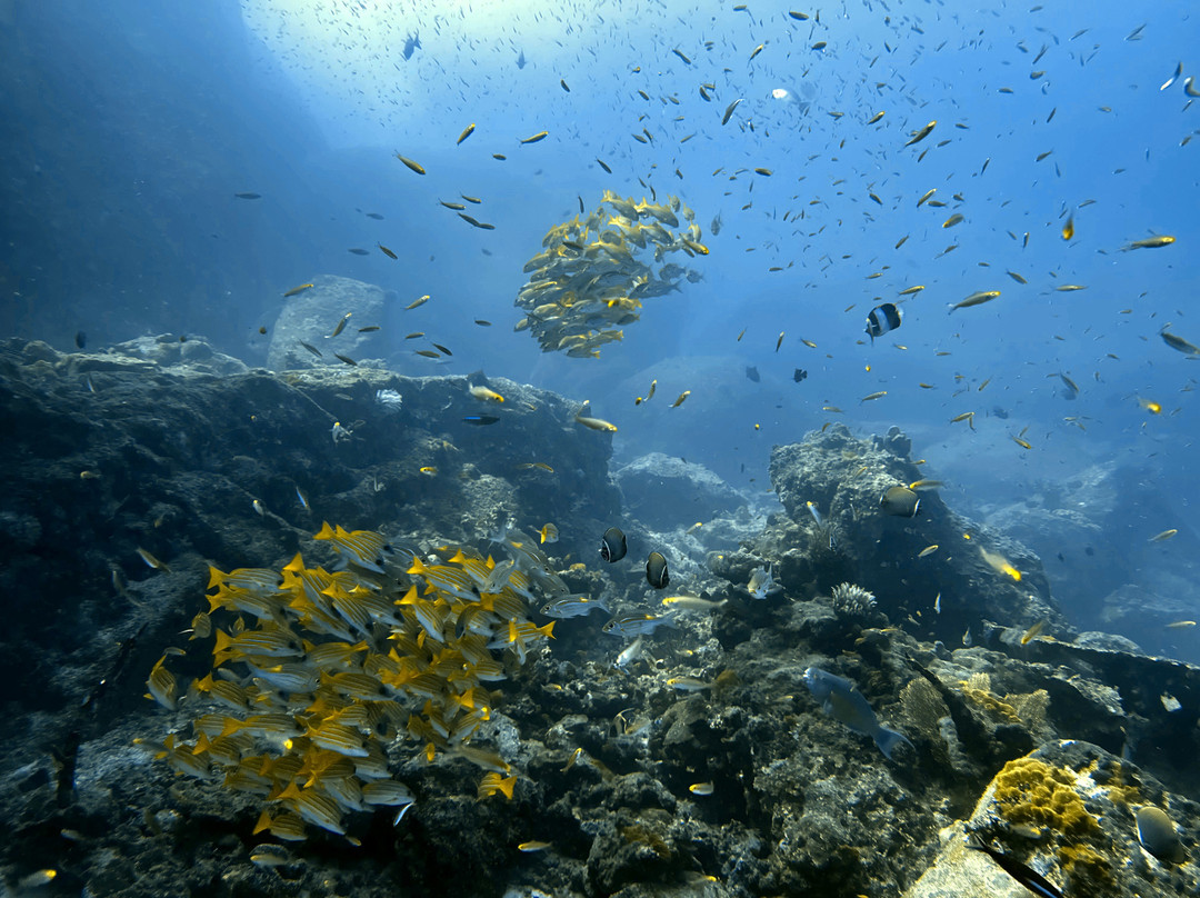 The Smiling Seahorse-拉廊必去景点