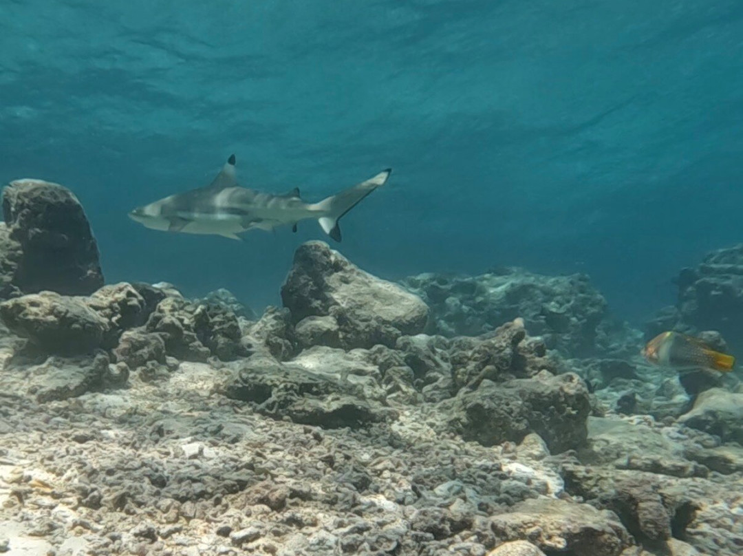 Euro-Divers Kurumba-库鲁巴椰子岛必去景点