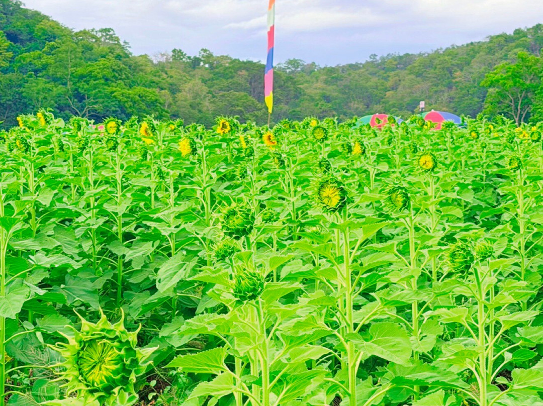 Sunflower Field-帕他那尼空必去景点