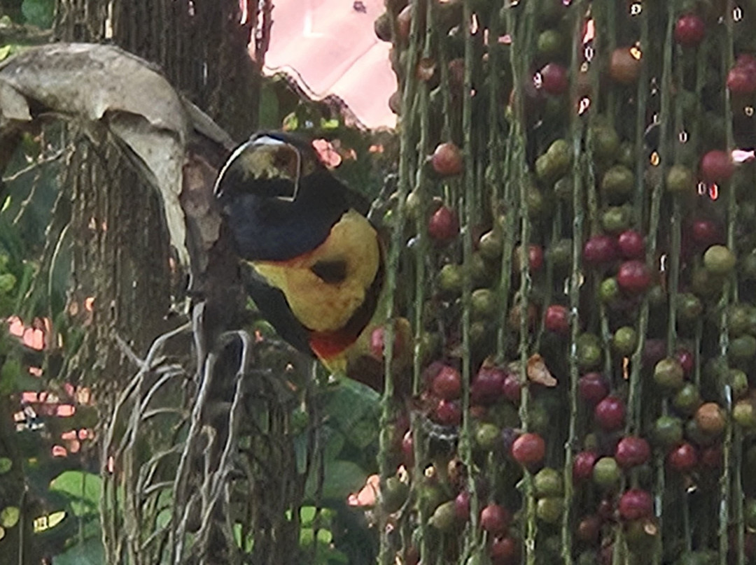 L'Etoile Celeste主图