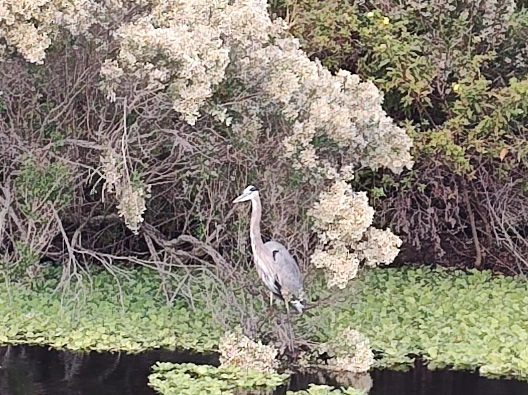 Lake Apopka Wildlife Drive-Apopka必去景点