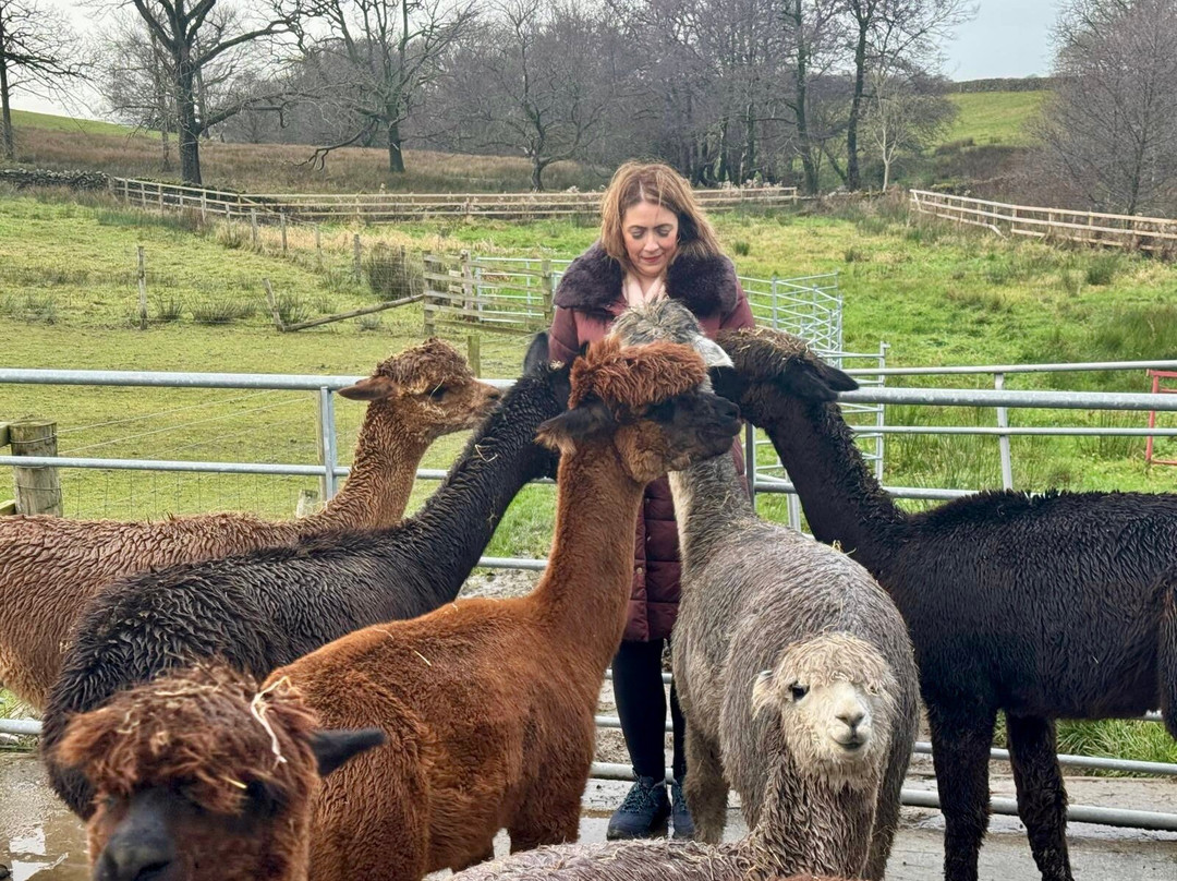 Wreay Syke Alpacas-肯德尔必去景点