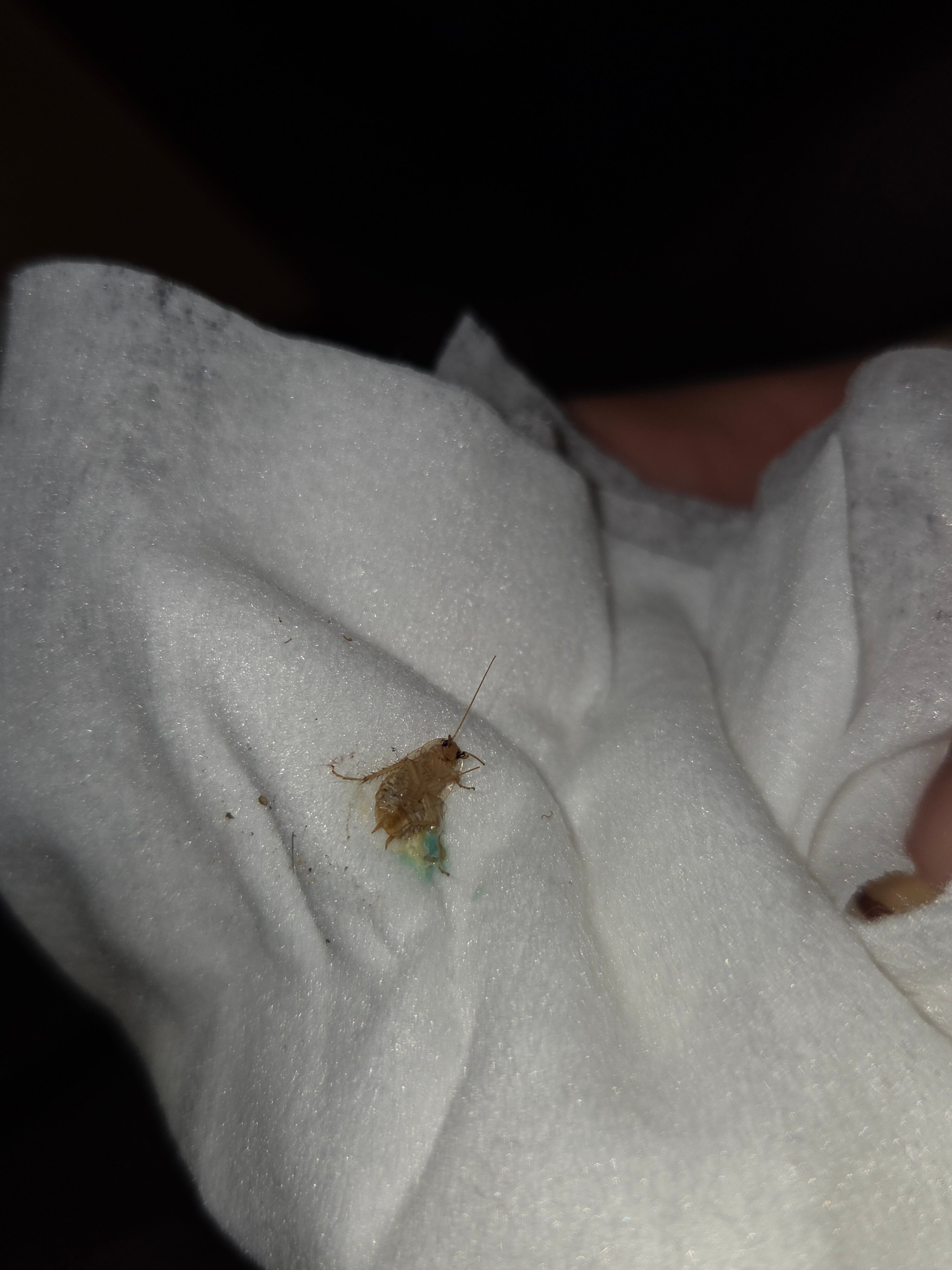 Landal de Lommerbergen-客卧