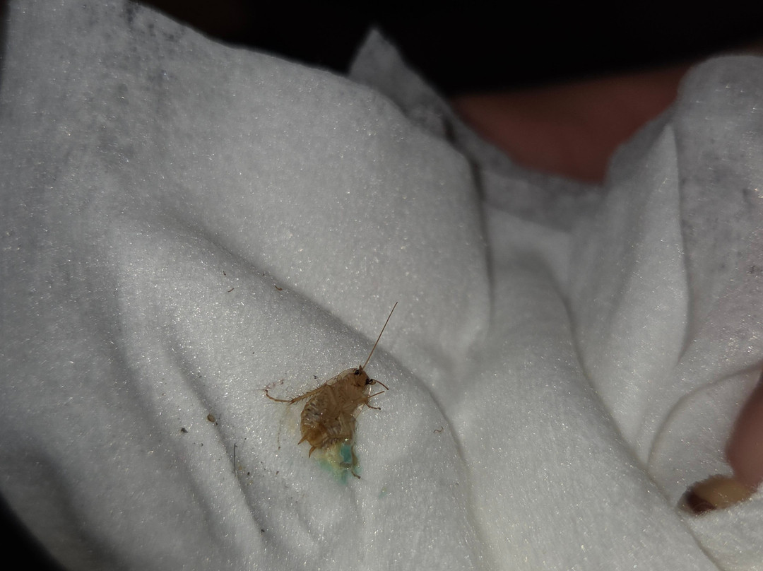 Landal de Lommerbergen主图