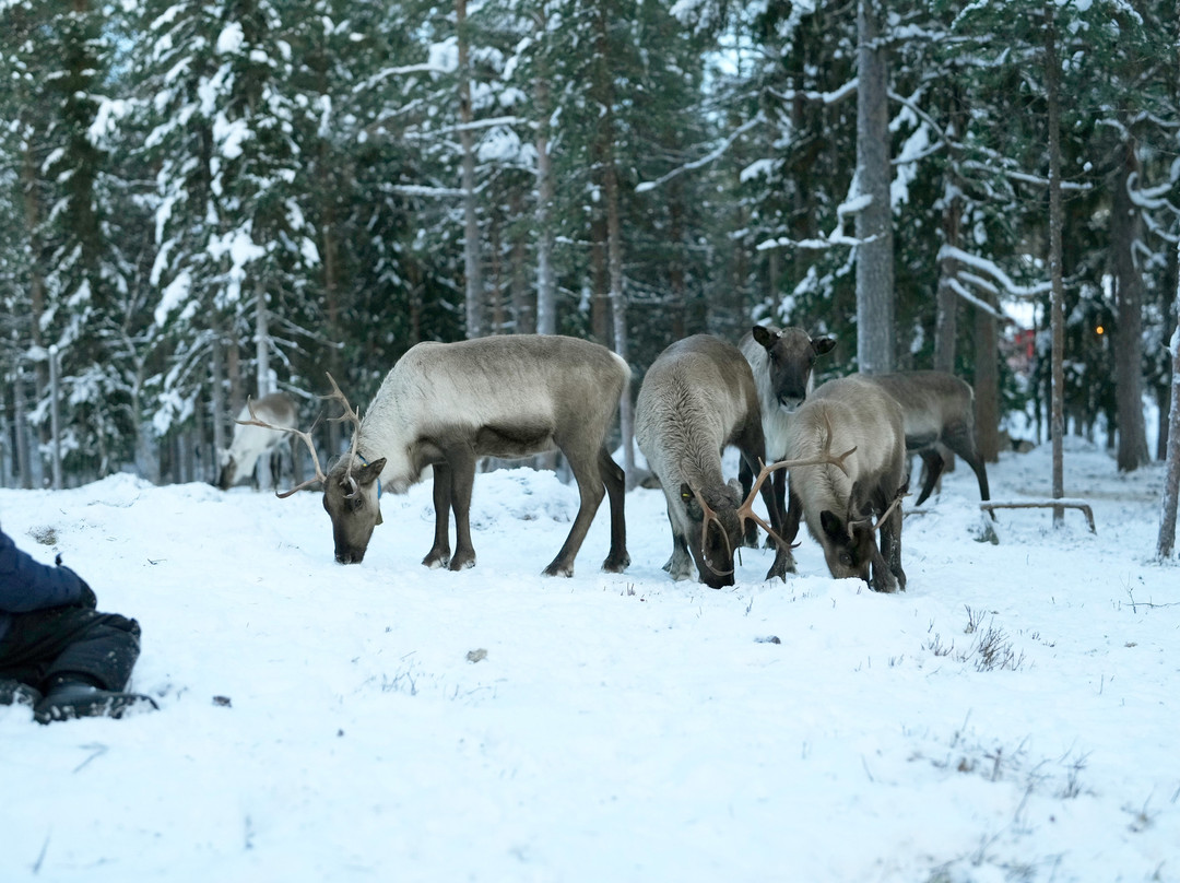 Samireindeer-Balinge必去景点