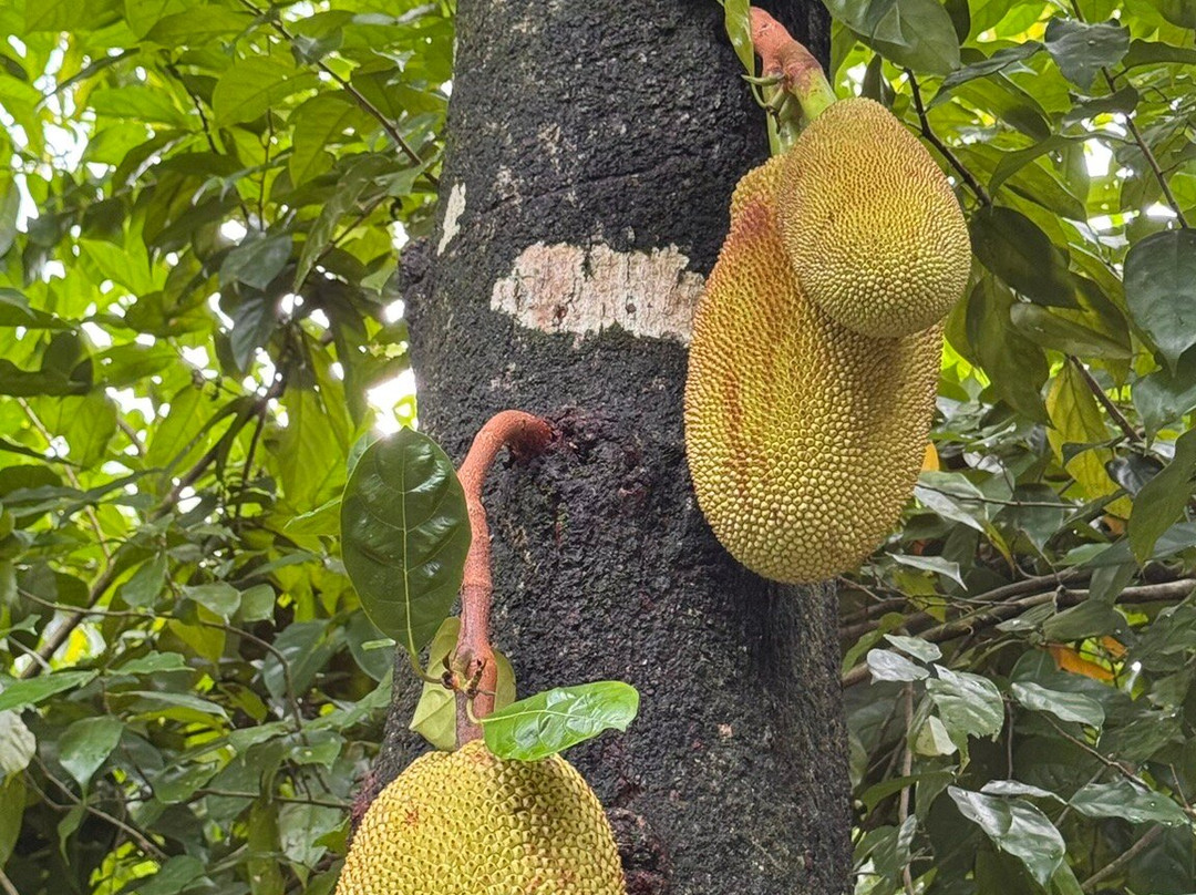 Zoo Taiping & Night Safari-太平必去景点