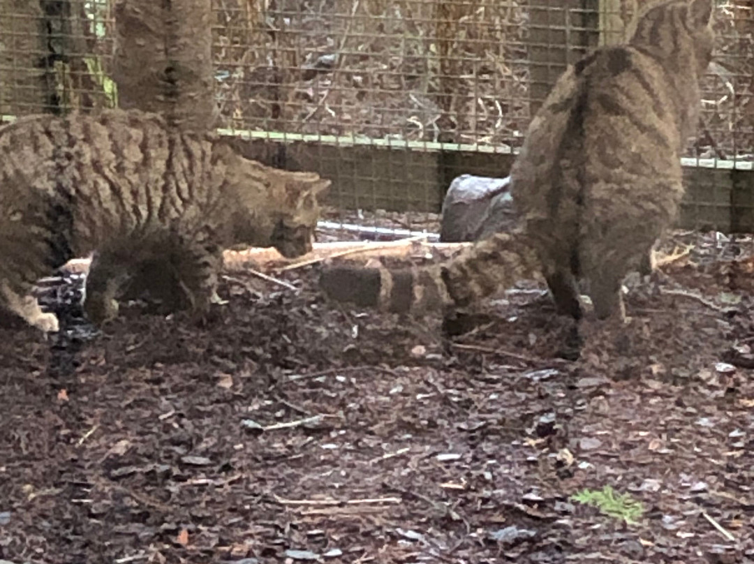 Highland Wildlife Park-Kincraig必去景点