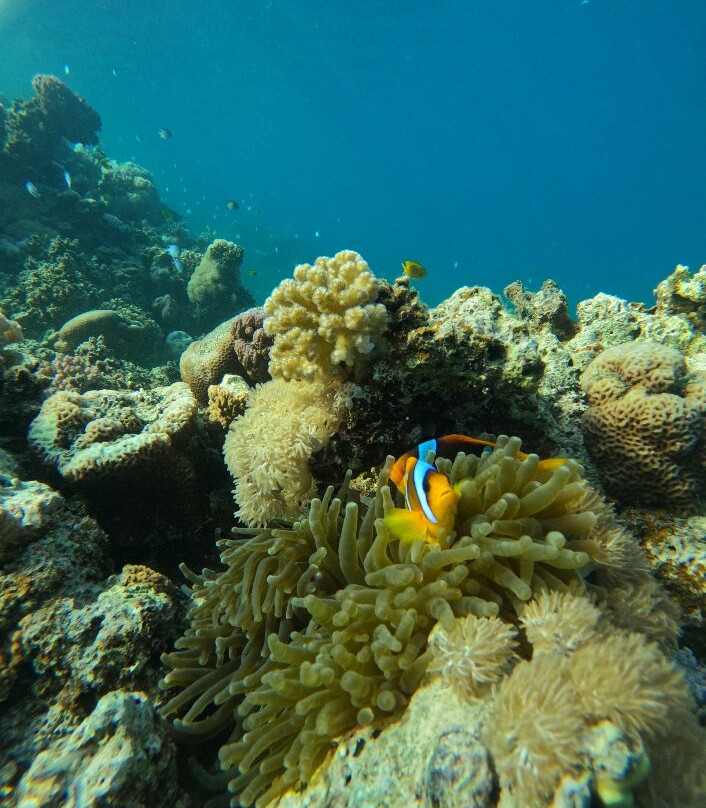 Diving Bubbles-Yanbu必去景点