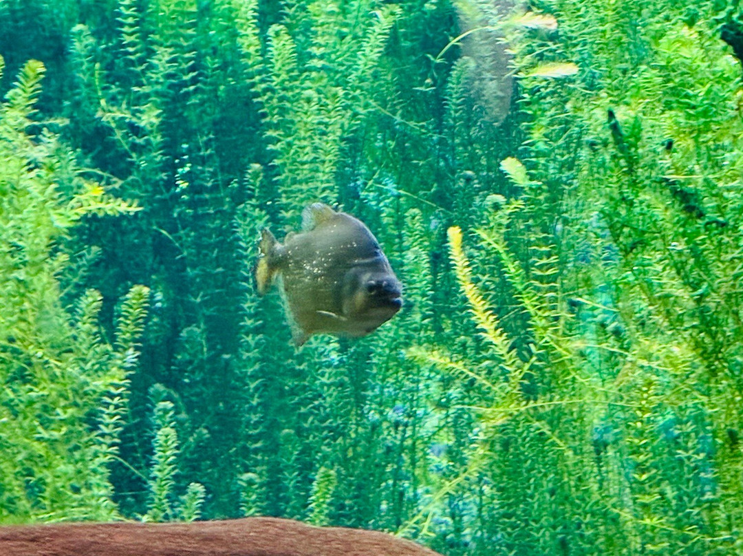 Bioparque Pantanal-大坎普市必去景点