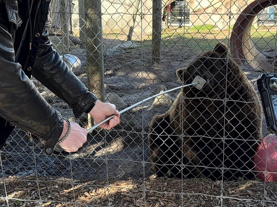 Big Cat Habitat-萨拉索塔必去景点
