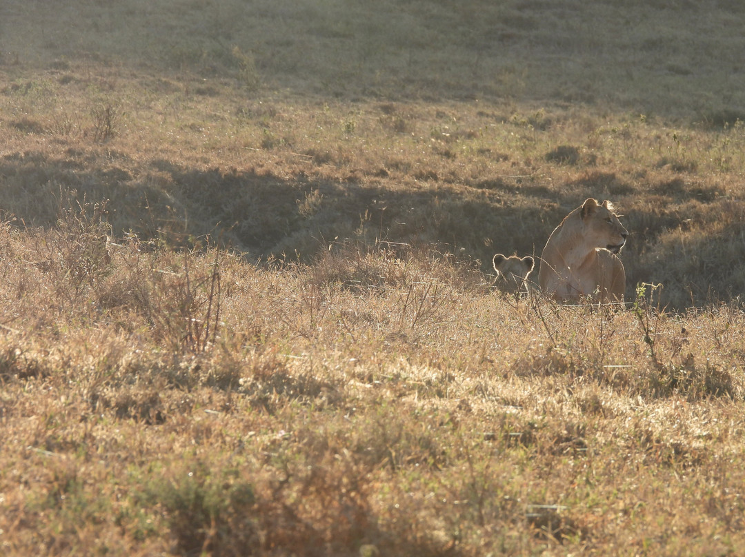 Shadows of Africa-阿鲁沙必去景点