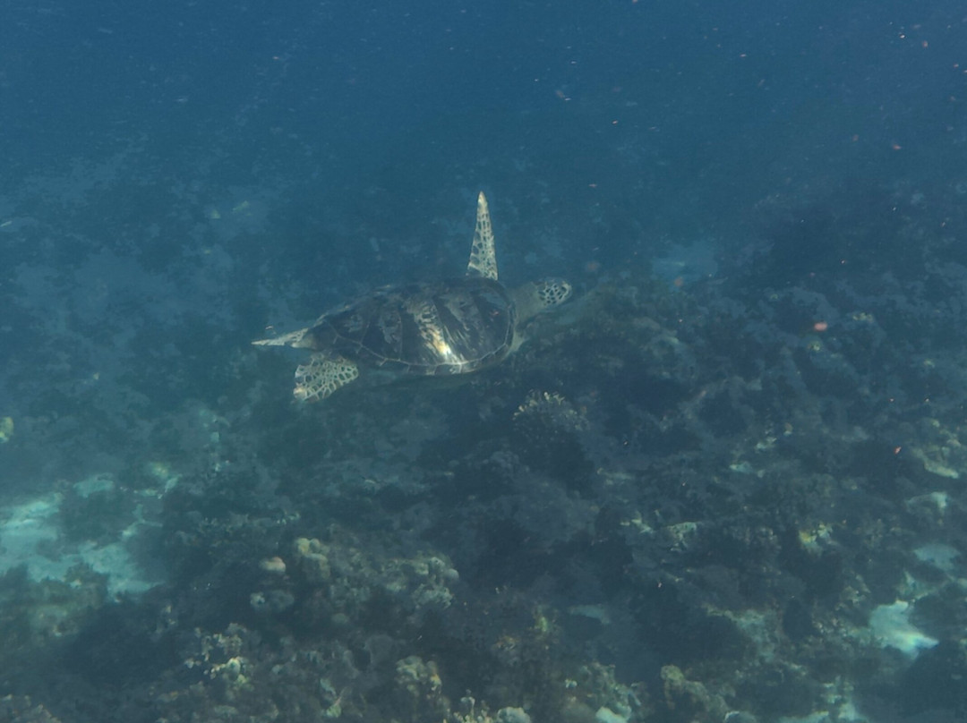 Dive Spot Asia & Brumini Beach Resort主图