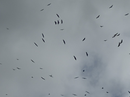 Oribi Vulture Viewing Hide-Port Shepstone必去景点