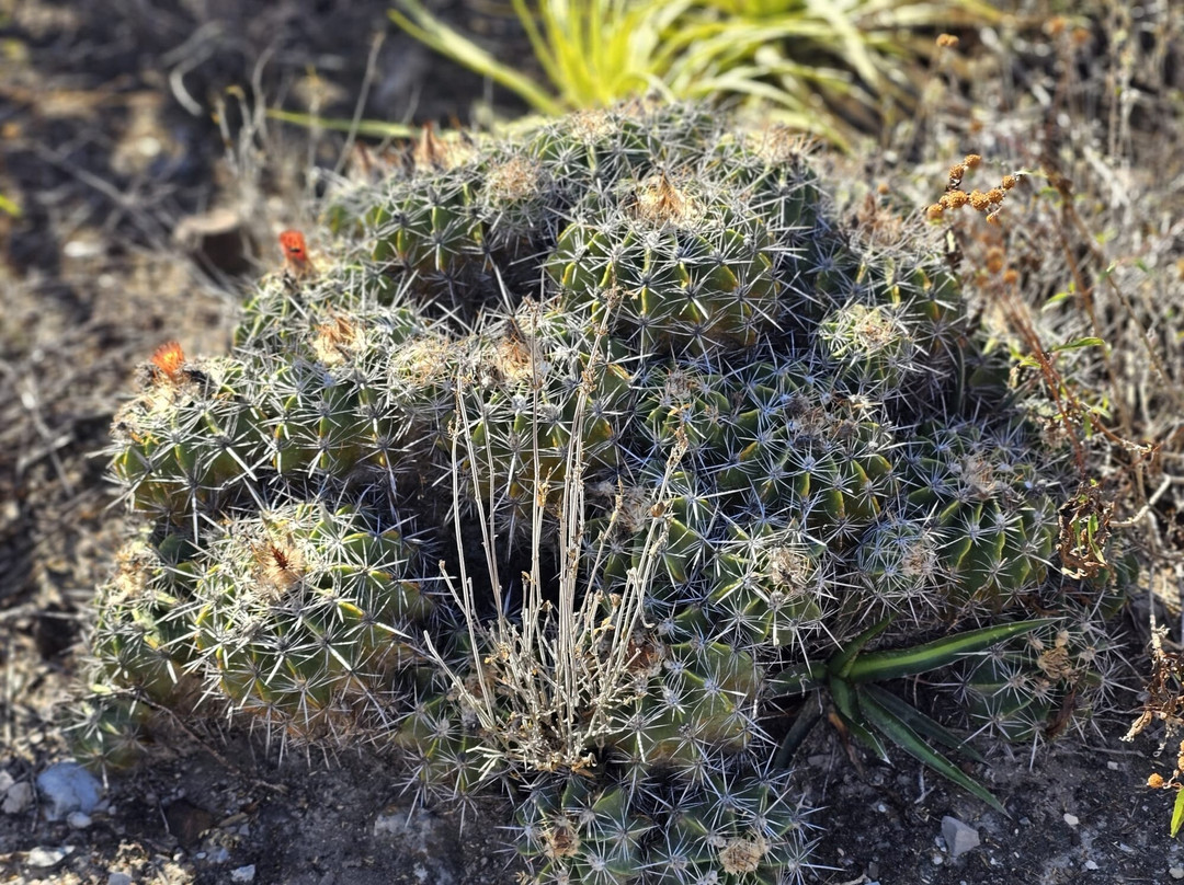 Bio Fan-Tehuacan必去景点