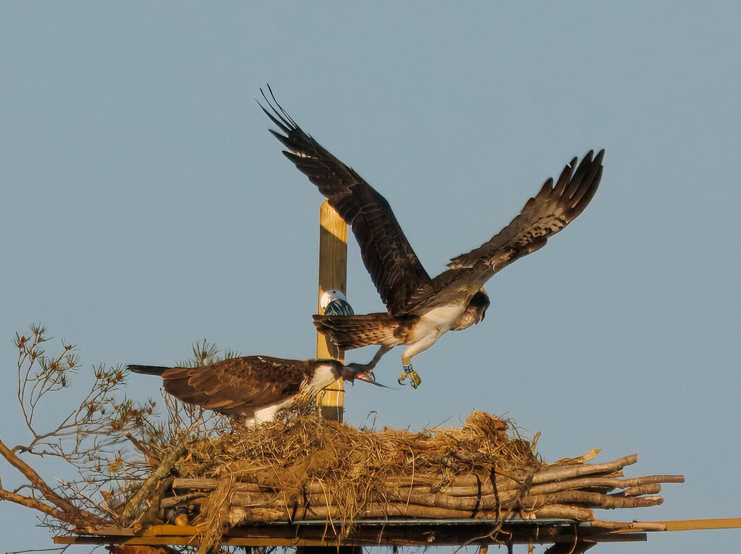 Foulshaw Moss Nature Reserve-肯德尔必去景点