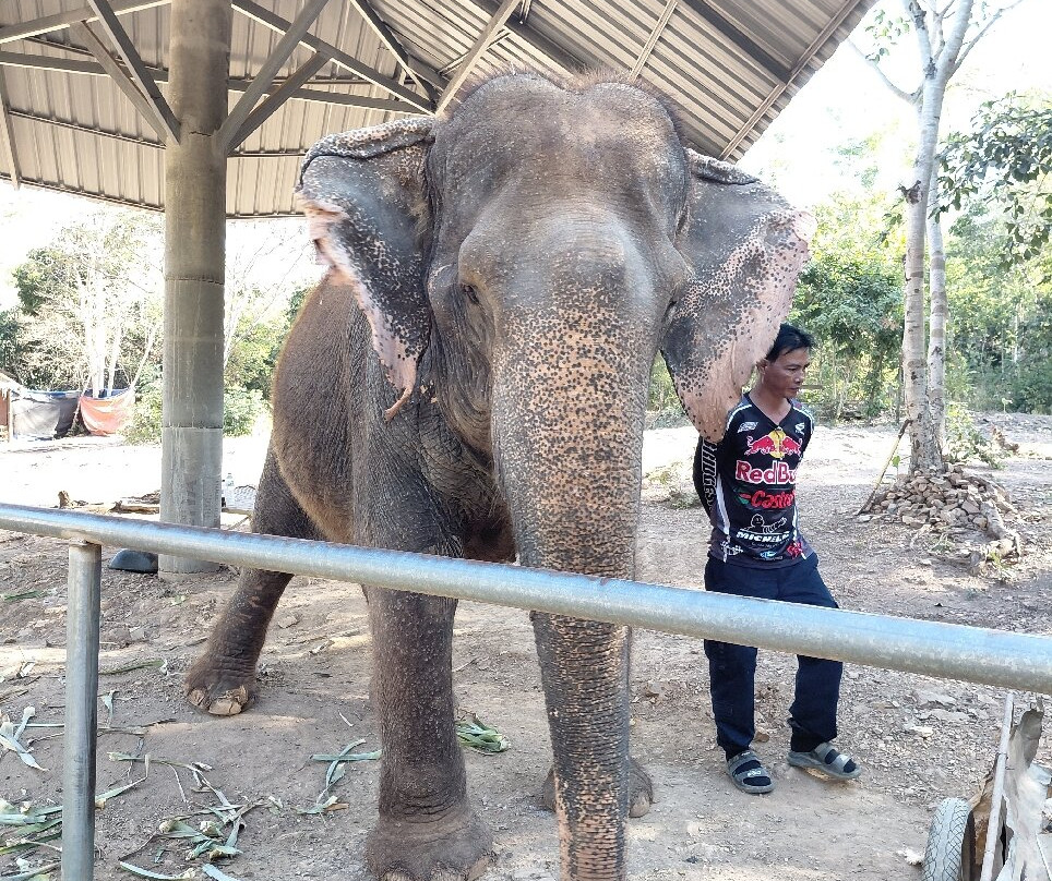 Pattaya Elephant Sanctuary-Bang Sare必去景点