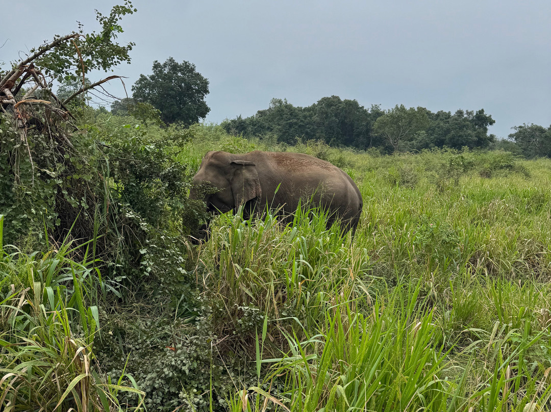 Safari With Asanka-锡吉里亚必去景点