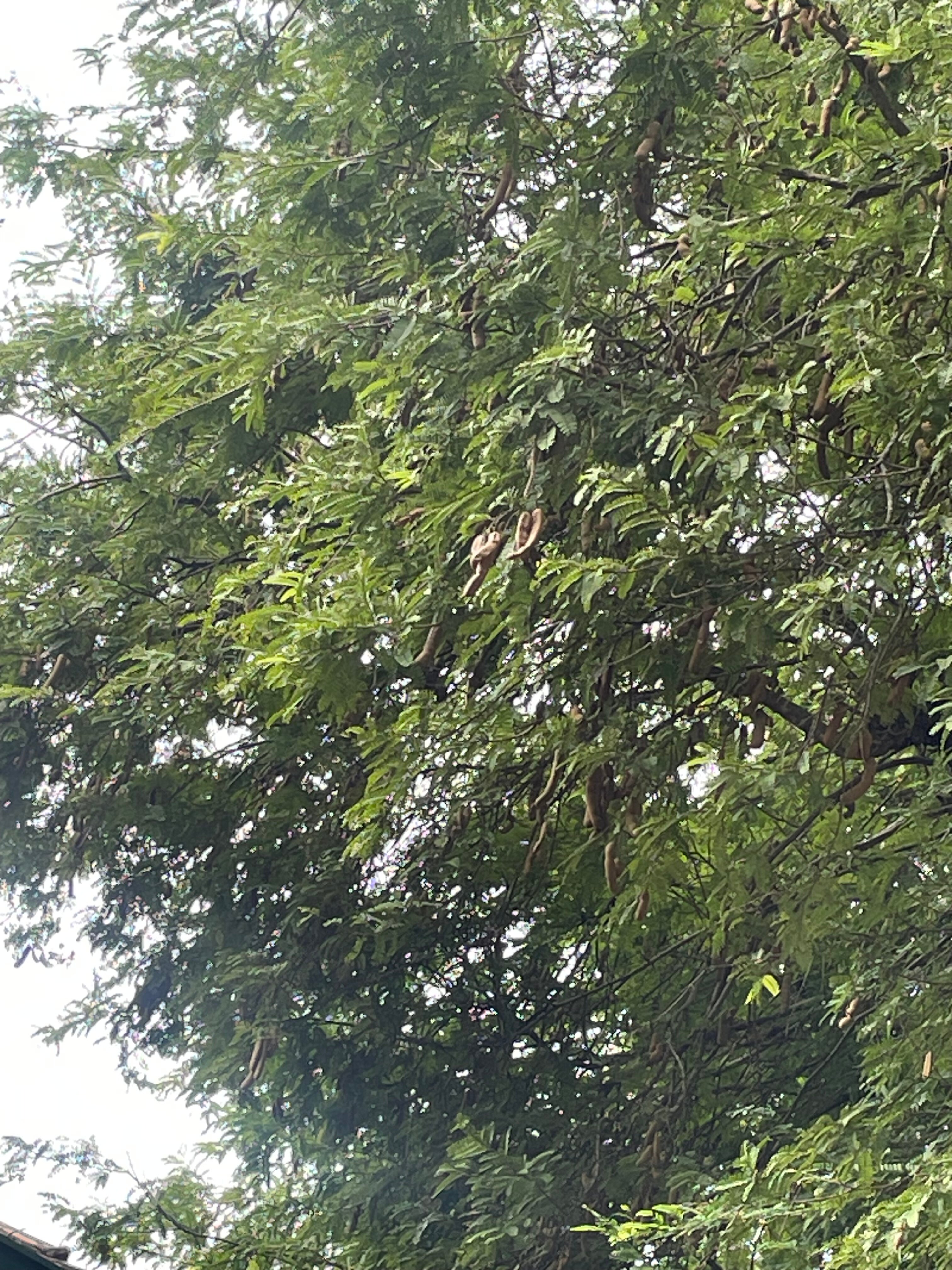 塔玛林德树酒店-官方