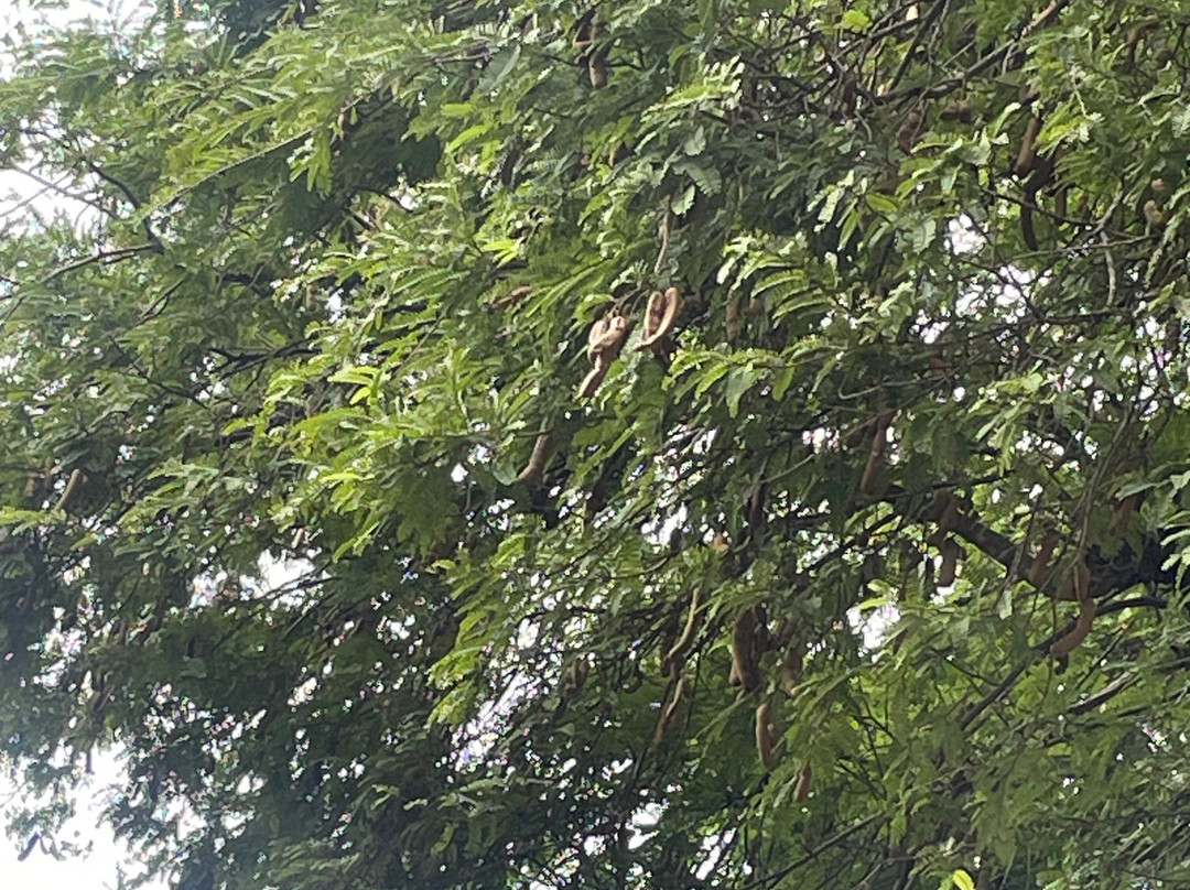 塔玛林德树酒店主图