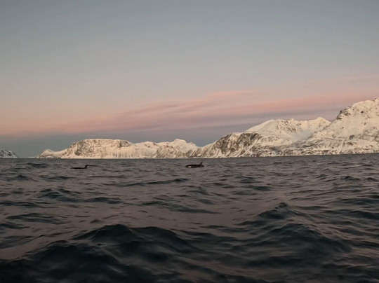 Lofoten Opplevelser-霍宁斯沃格必去景点