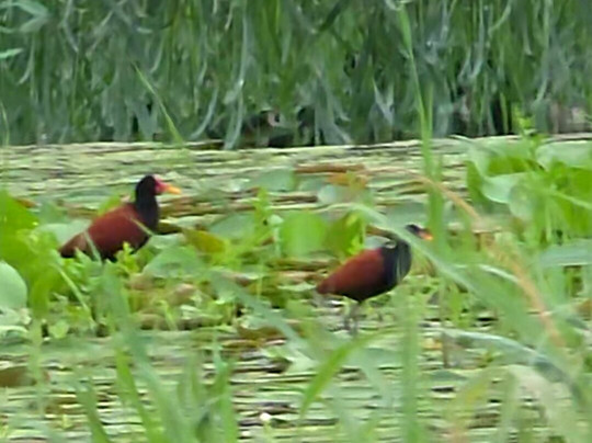 Ecolodge Flottant - Marais de Kaw-Regina必去景点