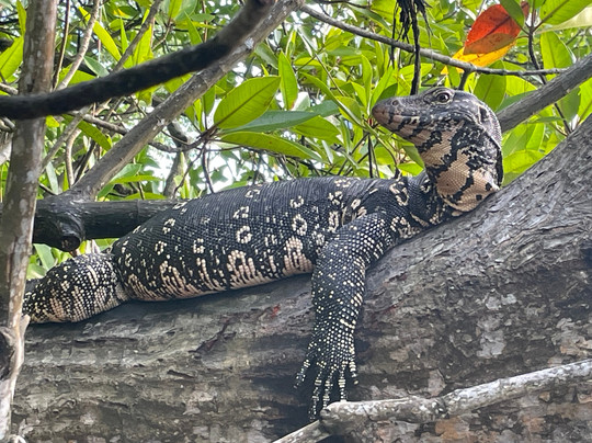 Lucky Boat Safari-班托塔必去景点