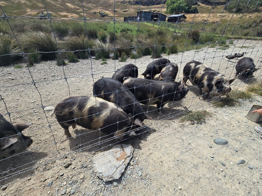 Deer Park Heights-皇后镇必去景点