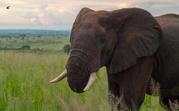 Gecko Safaris Rwanda - Day Tours-吉佳利必去景点