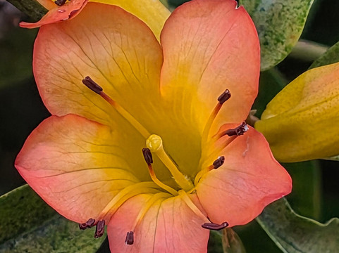 帕奈瓦热带雨林动物园-希洛必去景点