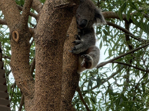 Mr. John Tours-墨尔本必去景点