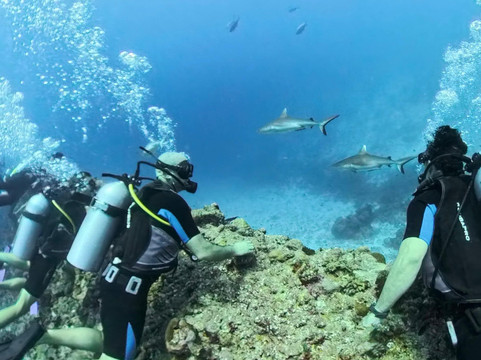 Jerrys Dive Club Rasdhoo-拉斯胡必去景点